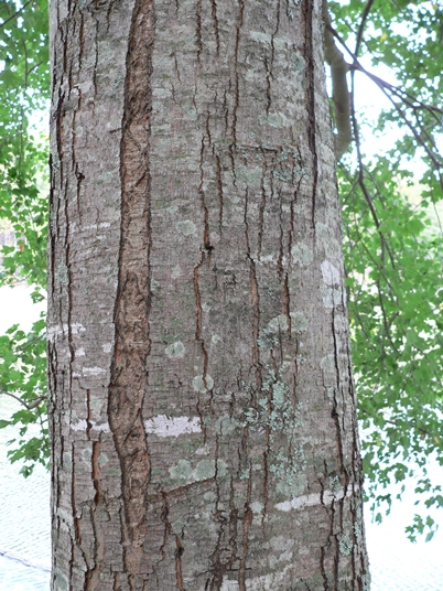 {Acer rubrum var. trilobum}